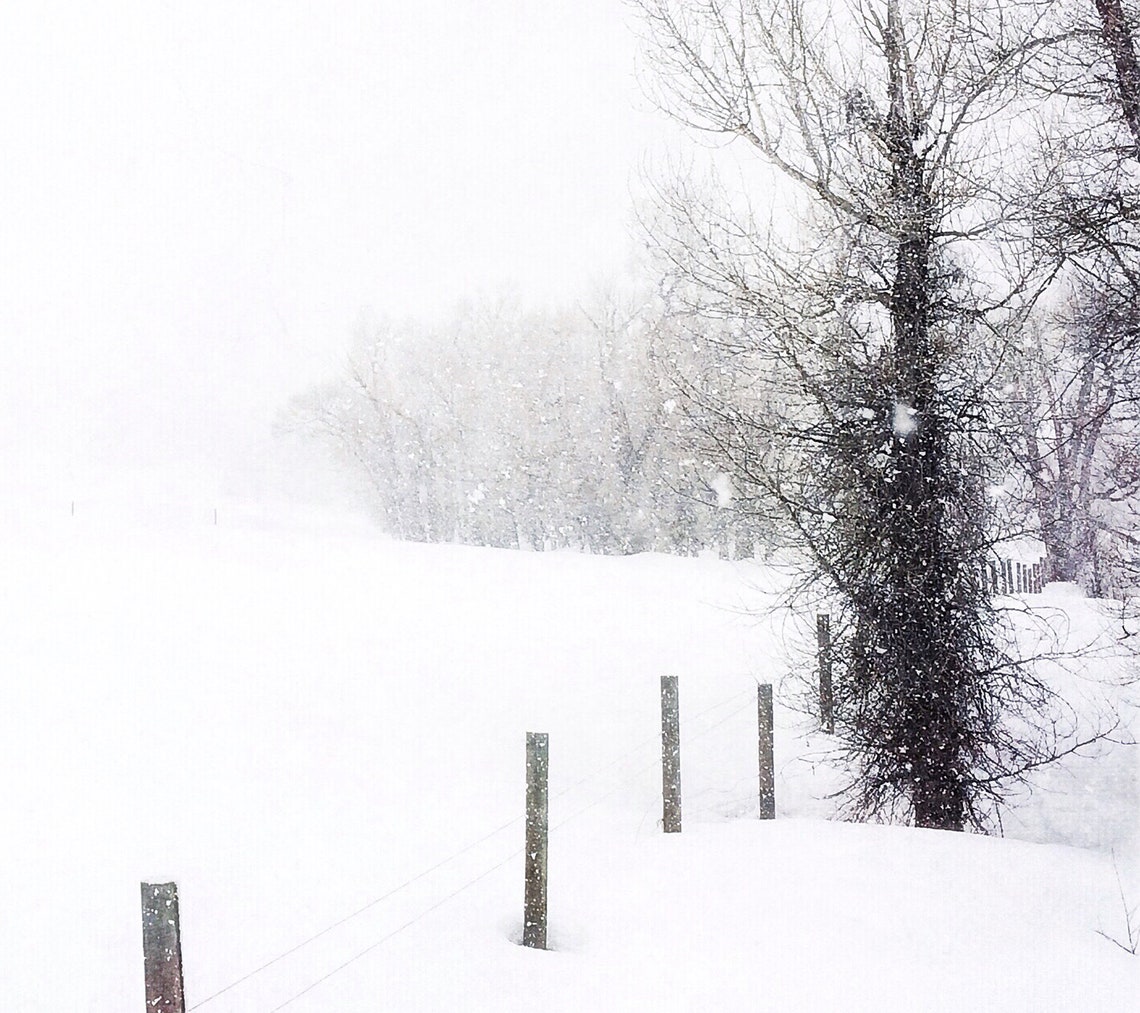 Forest Ranch Snow Winter Storm Snow Photography Fence Trees Ranch Black and - Etsy