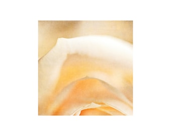 White Rose Photo, Peaches and Cream, Romance, Flower Photography,