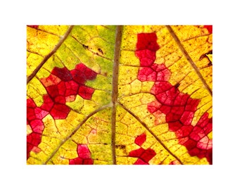 Leaf Photograph, French Vineyard, Autumn Leaves, Macro Photography, Red, Yellow