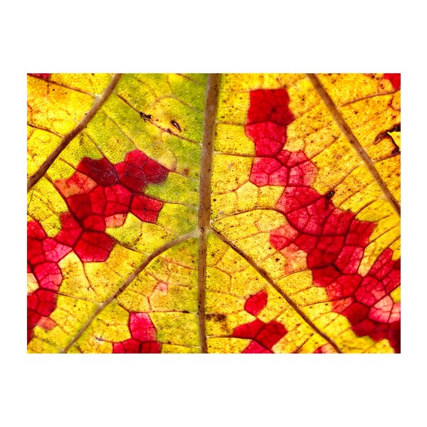Leaf Photograph, French Vineyard, Autumn Leaves, Macro Photography, Red, Yellow