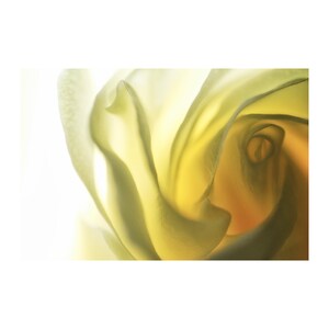 Citrus Rose Photograph, Mother's Day, Flower Photography image 1