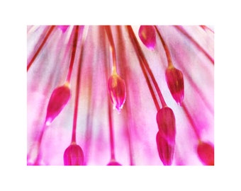 Pink Fireworks Photo, Magenta Pink, Wonderland, Nature Photography, Abstract Flower, Girl's Room, Pink Decor