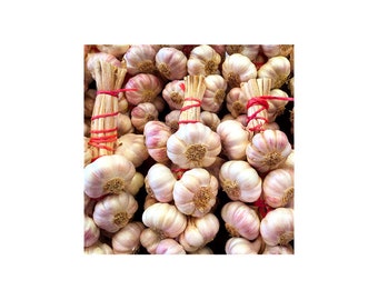French Market Photo, Pink Garlic, Kitchen Art, Food Photography, France, Local Cuisine
