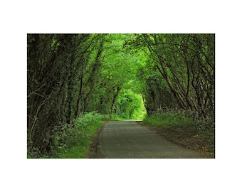 Country Road Photo, Woodland Path,  England, Nature Photography