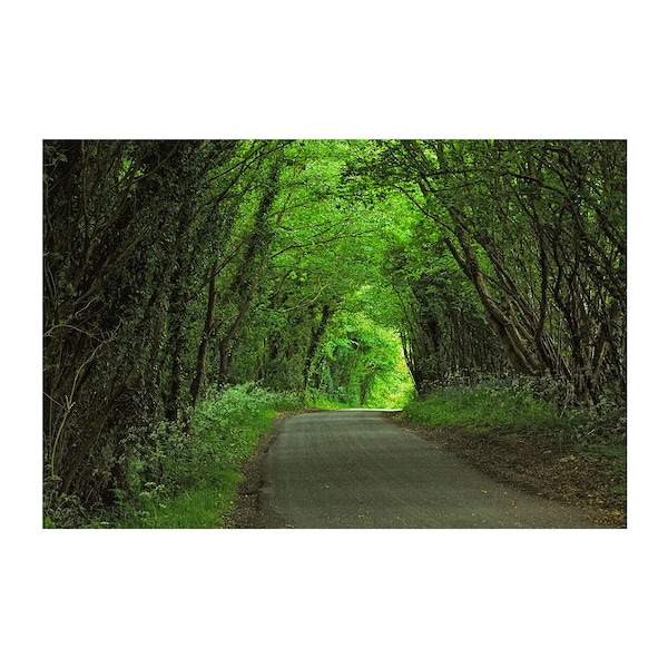 Country Road Photo, Woodland Path,  England, Nature Photography