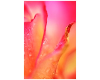 Hot Pink Rose Photo, Garden Art, Fuchsia, Orange, Raspberry, Gift for Her, Macro Photography