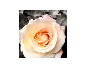 Rose Photograph, Paris Photography, Garden Art, Paris Flower Market