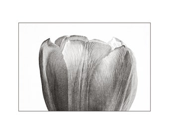 White Tulip Photo, Fine Detail, Black and White Photo, Nature Photography, Wall Art, Home Decor