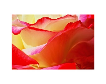 Red White Rose Photo, Wavy Petals, Mother's Day, Garden Art