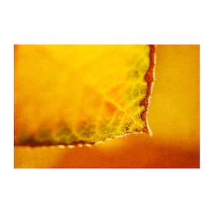K&ouml;nnte beinhalten: Nahaufnahme eines Blattes mit einem gelben und orangenen Farbverlauf. Das Blatt hat eine zarte, ge&auml;derte Textur und einen leicht gezackten Rand.