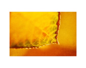 Aspen Leaf Photo, Macro Photography, Autumn Colors