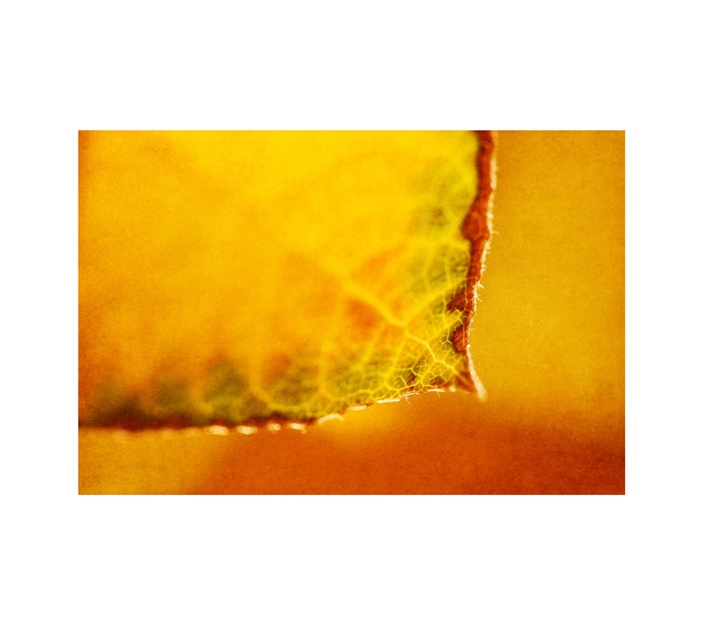 K&ouml;nnte beinhalten: Nahaufnahme eines Blattes mit einem gelben und orangenen Farbverlauf. Das Blatt hat eine zarte, ge&auml;derte Textur und einen leicht gezackten Rand.
