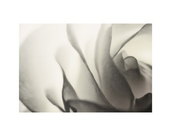 Translucent White Rose Photo, Large Wall Art, Flower Photography, Dove Gray Grey, Home Decor Ideas, Black and White Photography