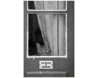 Cute Cat Photo, Peeking Kitty, Children's Room, Black and White, Animal Photography, Humorous Sign