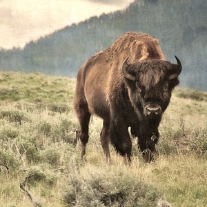 May include: A large brown bison with dark brown fur stands in a field of tall grass. The bison has a large head with dark brown horns and a dark brown nose. The bison is looking directly at the camera.