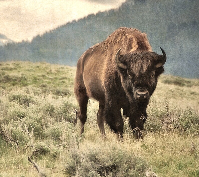 May include: A large brown bison with dark brown fur stands in a field of tall grass. The bison has a large head with dark brown horns and a dark brown nose. The bison is looking directly at the camera.