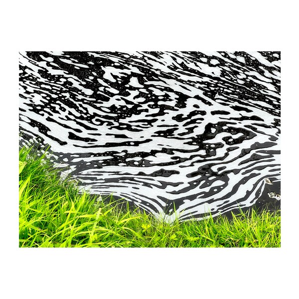 Black White Green Photo, Abstract Photography, Zebra