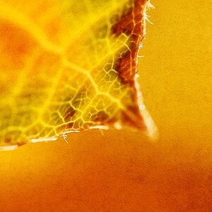 K&ouml;nnte beinhalten: Nahaufnahme eines gelben Blattes mit einem detaillierten Adernmuster. Das Blatt ist teilweise von einem unscharfen orangefarbenen Hintergrund verdeckt.