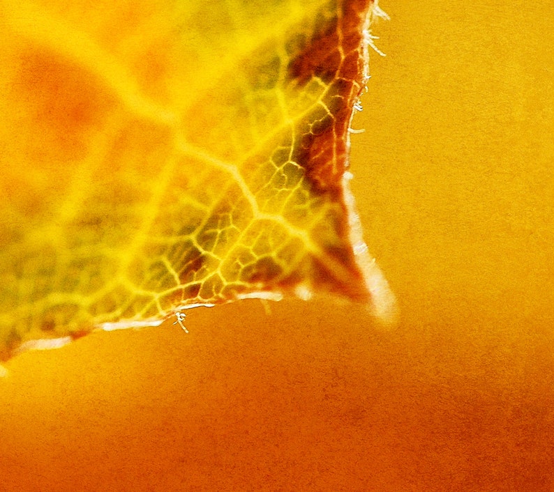 K&ouml;nnte beinhalten: Nahaufnahme eines gelben Blattes mit einem detaillierten Adernmuster. Das Blatt ist teilweise von einem unscharfen orangefarbenen Hintergrund verdeckt.