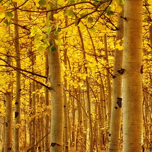 Golden Aspen Photo, Honey Gold, Autumn Colors, Fall Leaves image 2