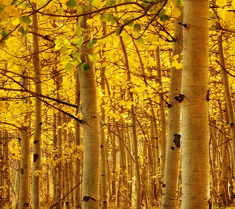 Golden Aspen Photo, Honey Gold, Autumn Colors, Fall Leaves image 2