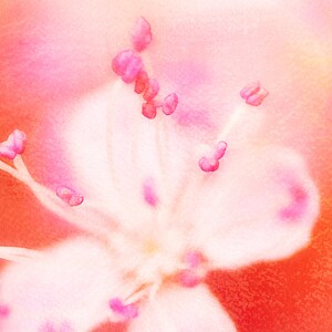 May include: Close-up of a pink flower with white petals and pink stamen. The flower is in focus, while the background is blurred.