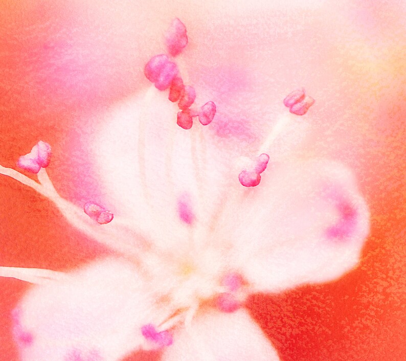 May include: Close-up of a pink flower with white petals and pink stamen. The flower is in focus, while the background is blurred.