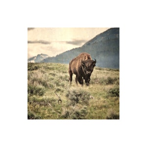 May include: A brown bison with large horns walks towards the camera in a grassy field with a mountain range in the background.