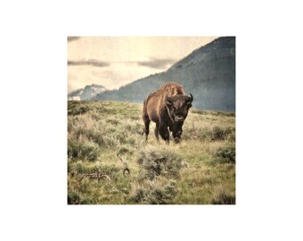 Bison Photo, Yellowstone National Park, Animal Photography, Buffalo Photo, Gift for Him, Office Decor, Wildlife, Americana