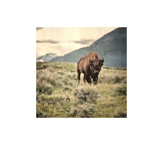 Bison Photo, Yellowstone National Park, Animal Photography, Buffalo Photo, Gift for Him, Office Decor, Wildlife, Americana