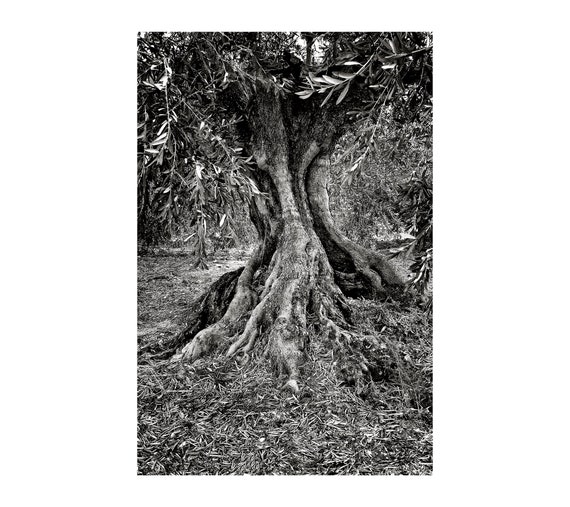 Olivenbaum Foto, schwarz-wei-Fotografie, sdlich von Frankreich "," Ruhe  "," Bume "," Frieden