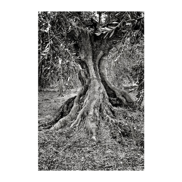 Olive Tree Photo, Black and White Photography, South of France, Tranquility, Trees, Peace