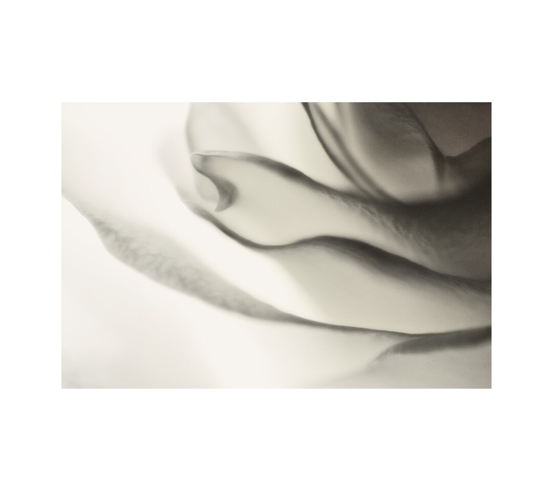 Backlit White Rose, Flower Photography, Black and White Photo, Floral ...