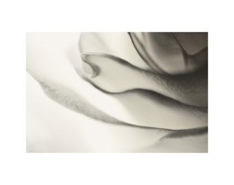 Backlit White Rose, Flower Photography, Black and White Photo, Floral Art