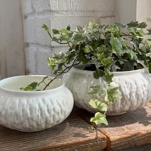 May include: Two white ceramic bowls with a textured, bumpy exterior surface. The larger bowl contains a green and white variegated ivy plant with trailing vines that drape over the side of the bowl and toward the smaller empty bowl.