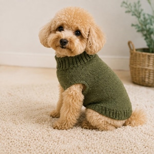 Könnte beinhalten: Ein kleiner, hellbrauner Hund mit lockigem Fell trägt einen einfarbigen, olivgrünen Strickpullover. Der Pullover verfügt über einen gerippten Rollkragen, gerippte Ärmelausschnitte und einen gerippten Saum für einen passgenauen Sitz am Körper.