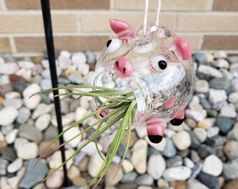 Pig Terrarium