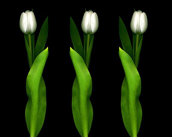 Flower Photography Tulips Fine Art Print Botanical Gift Etsy