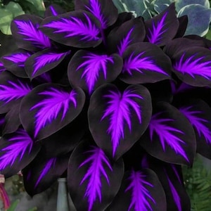 200+ Purple Black Hosta Seeds – Rare Dark Foliage Perennial Plants for Shade Gardens