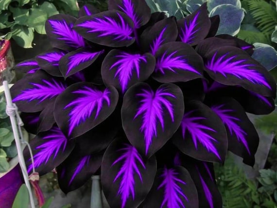 200+ Purple Black Hosta Seeds – Rare Dark Foliage Perennial Plants for Shade Gardens