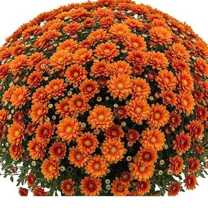 May include: A dense, rounded cluster of vibrant orange chrysanthemum flowers in full bloom. The plant features numerous small, multi-petaled blossoms with yellow centers, interspersed with dark green foliage and unopened flower buds.