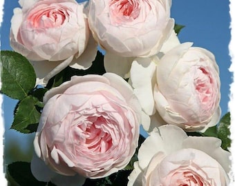 Earth Angel Parfuma Rose Bush: Blush Pink Peony Blooms, Own Root Hardy Perennial