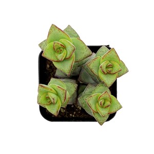 String of Dolphins Hanging Succulent, Senecio Peregrinus, Fully Rooted Live 2" Succulent Plant, Low Maintenance Indoor Plant, Gift & Garden