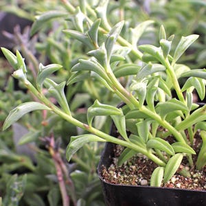 String of Dolphins Hanging Succulent, Fully Rooted,Live 2" Succulent Plant, Low Maintenance Indoor Plant, Trailing Succulents, Gift & Garden