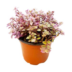 Può includere: Una pianta di Callisia repens con foglie variegate rosa, crema e verdi in un vaso rotondo di plastica arancione. La pianta presenta numerosi steli sottili e ramificati coperti da piccole foglie appuntite che creano un aspetto folto.