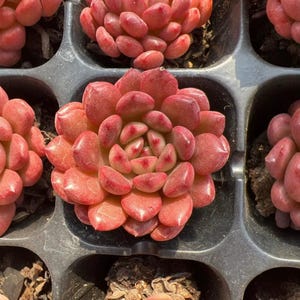 Könnte beinhalten: Eine leuchtend rote Sukkulente mit dicken, fleischigen, abgerundeten Blättern, die in einer engen, symmetrischen Rosettenform angeordnet sind. Die Pflanze befindet sich in einer schwarzen Kunststoff-Pflanzschale, gefüllt mit dunkler Erde.