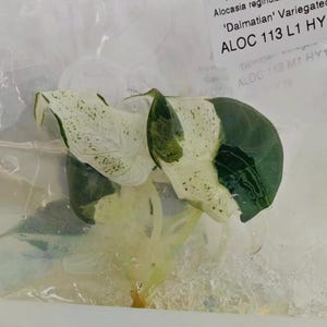 Peut inclure: Une bouture de plante Alocasia reginula 'Dalmatian' Variegated avec des feuilles panachées blanc et vert foncé, présentant des motifs tachetés. La plante est enfermée dans un sac en plastique transparent avec une étiquette indiquant 'Alocasia reginula 'Dalmatian' Variegated ALOC 113 L1 HY16'.