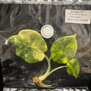 May include: An Alocasia SPP Alocasia 'Silver Nebula Aurea Variegata' plant with three variegated green and yellow leaves and visible roots, sealed inside a clear plastic bag with a white circular filter and a label reading ALOC102 L1HY29.