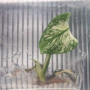 May include: A variegated Monstera plant cutting with a single heart-shaped leaf featuring white and green marbled patterns. The plant has a thick green stem and visible light brown roots submerged in a clear, water-filled plastic container.