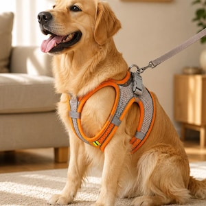 Könnte beinhalten: Ein Golden Retriever trägt ein orange-graues Netz-Hundegeschirr mit reflektierenden Kanten. Das Geschirr verfügt über einen stabilen Metall-D-Ring auf dem Rücken, an dem eine passende graue Leine befestigt ist. Der Hund sitzt und schaut nach links.